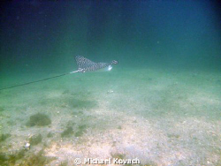 Spotted Eagle Ray on the first reef line off Lauderdale b... by Michael Kovach 
